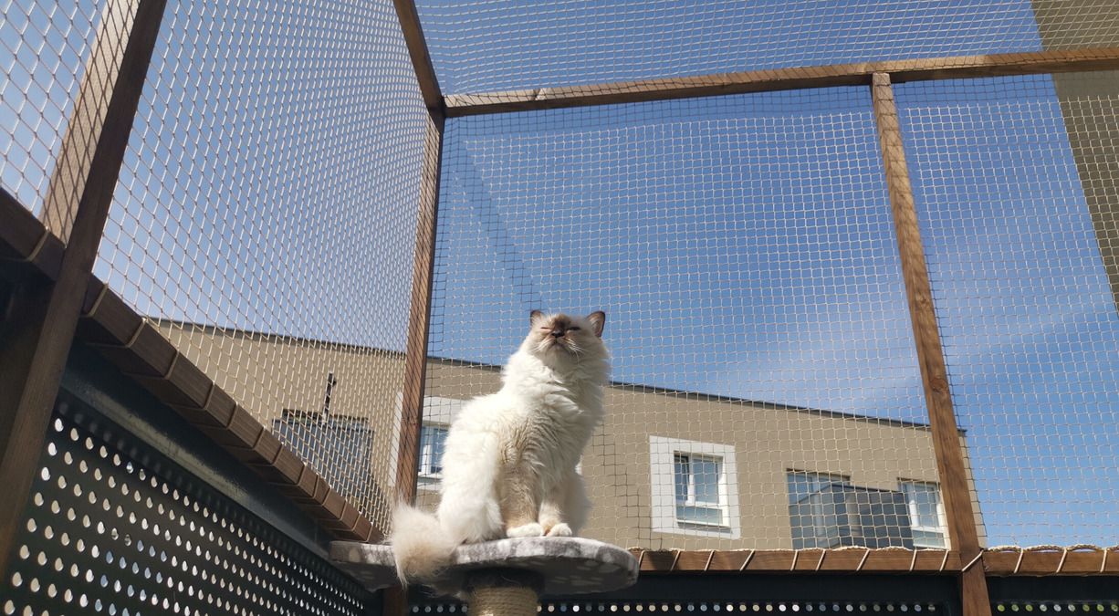 Balcony Cat Netting for Added Pet Security