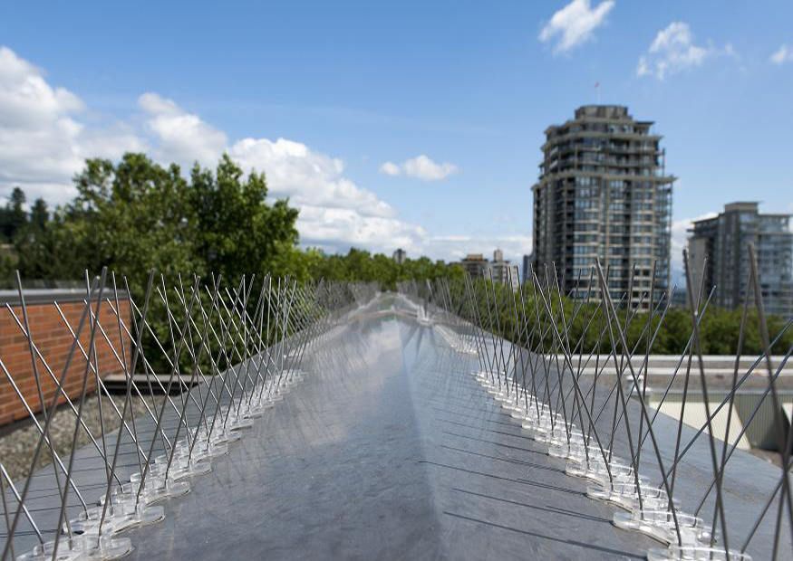 Bird Spikes That Blend With Any Architecture